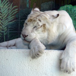 Pure White Tiger Photo Image mirage las vegas