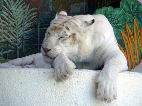 Pure White Tiger Photo Image mirage las vegas