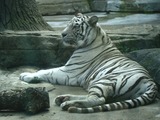 White Tiger Photo Gallery