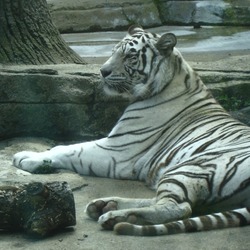 White Tiger Photo Bengal lying down