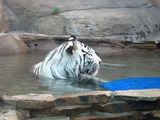 White Tiger Photo Gallery