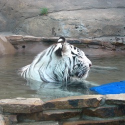 White Tiger Photo Image Playing