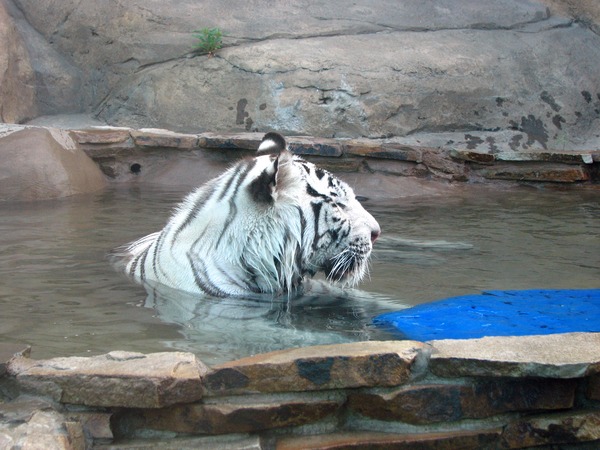 White Tiger Photo Image Playing
