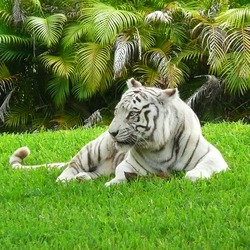 White Tiger Photo Image White tiger Miami