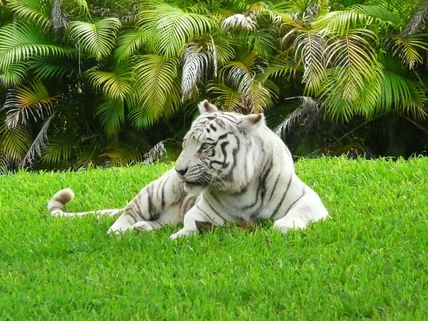 White Tiger Photo Image White tiger Miami