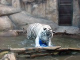 White Tiger Photo playing zoo