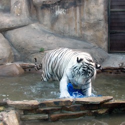 White Tiger Photo playing zoo