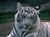 White Tiger Photo Gallery