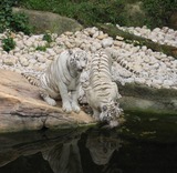 White Tiger Photo Gallery