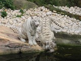 White Tiger couple drinking Picture