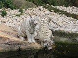 White Tiger couple drinking Picture