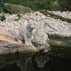 White Tiger couple drinking Picture