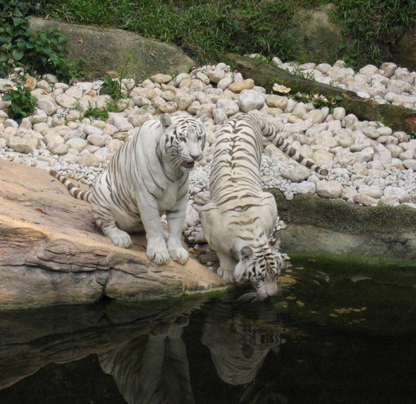 White Tiger couple drinking Picture