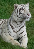 Wild Cats