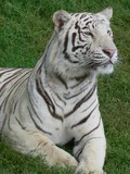 White Tiger curious Photo Image