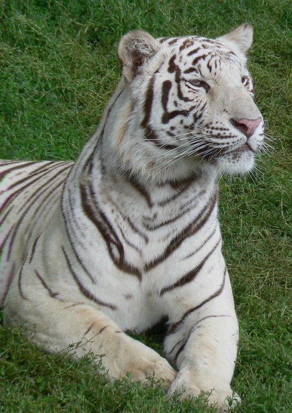 White Tiger curious Photo Image