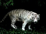 White Tiger jungle Photo Image