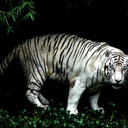 White Tiger jungle Photo Image