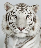 White Tiger Photo Gallery