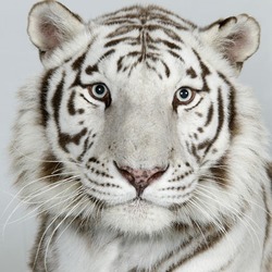 White Tiger portrait Photo Image Bengali
