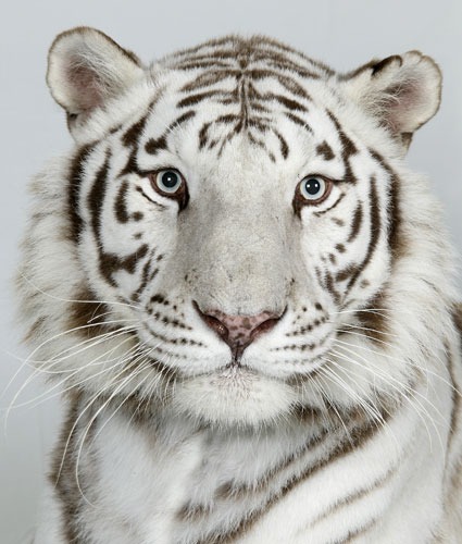 White Tiger portrait Photo Image Bengali