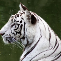 White Tiger portrait picture WhiteTiger