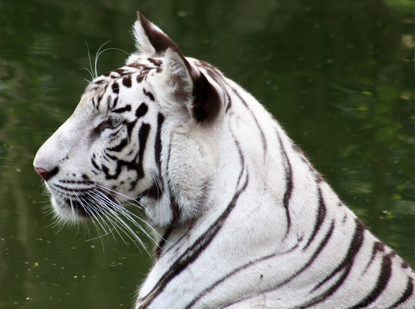 White Tiger portrait picture WhiteTiger