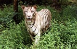 White Tiger Photo Gallery