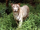 White Tiger wild Photo Image