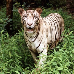 White Tiger wild Photo Image