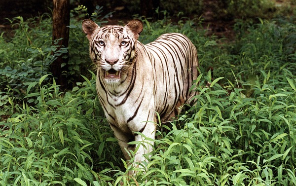 White Tiger wild Photo Image