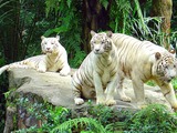 White Tigers Photo Singapore Zoo