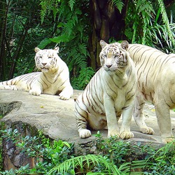 White Tigers Photo Singapore Zoo