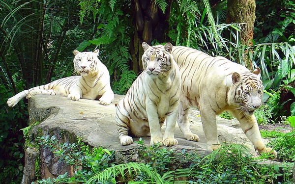 White Tigers Photo Singapore Zoo